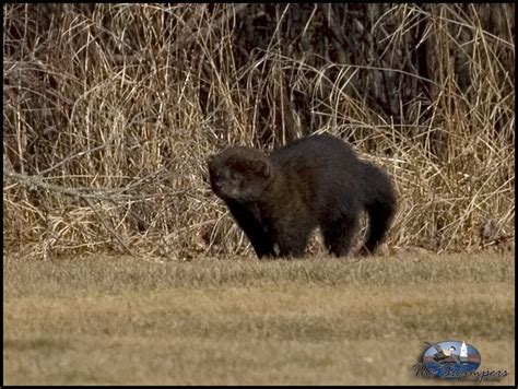 Pictures Of A Fisher Cat Biological Science Picture