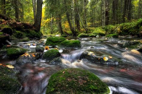 Forest River Creek Water Flow Beautiful Autumn Landscape With Stones