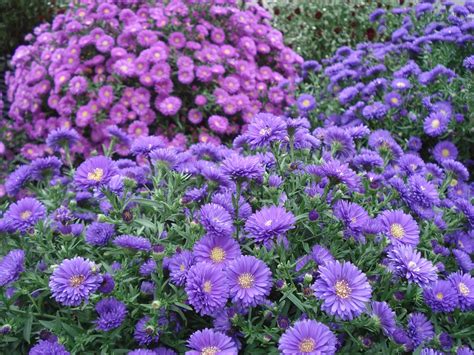 Your donation will support education and conservation of native texas plants. Round Top's Native Texas Plants - Round Top