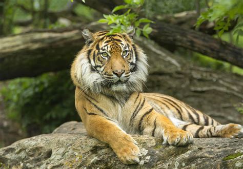 Tigre De Sumatra Nature Yang Nyaman