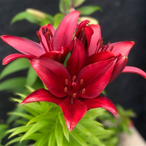 Fragrant Magenta Orienpet Lily Bulbs For Sale Red Desire Easy To