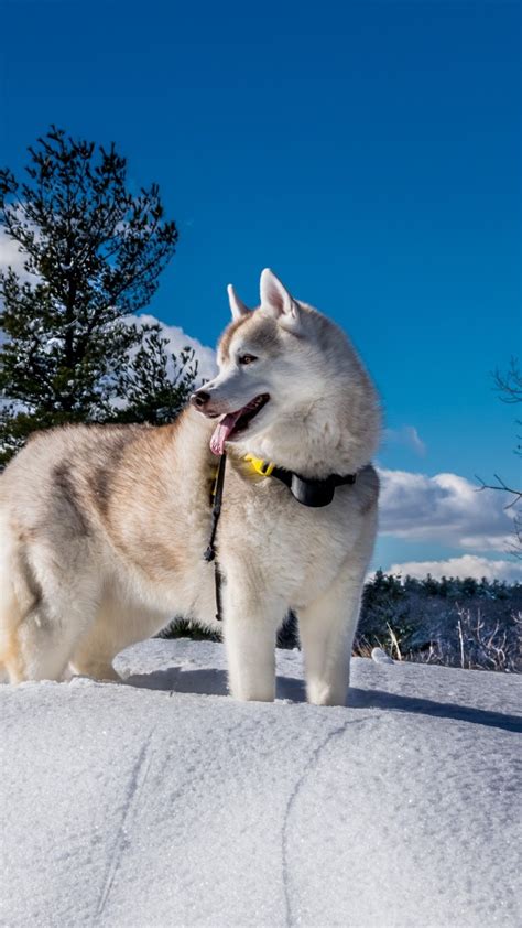 Wallpaper Dog Husky Cute Animals Snow Winter 5k Animals 17110