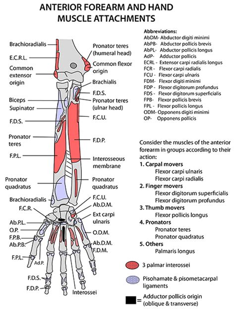 In the anterior compartment, they are split into three categories: Instant Anatomy - Upper Limb - Areas/Organs - Forearm ...
