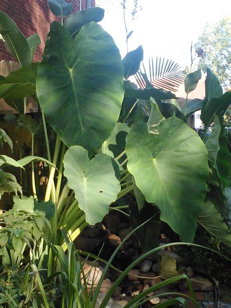 MY LARGE ELEPHANT EARS :-) | Elephant ear plant, Elephant ears, Plant