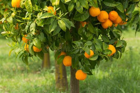 Ripe Oranges Growing On Tree Stock Photo Image Of Closeup Color