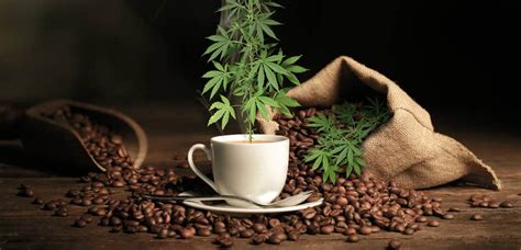 Cannabis Infused Coffee Consumers Grow Wise To Health Benefits Of