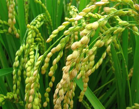 Short Medium And Long Grain Rice Vary In Use And Starch Profile