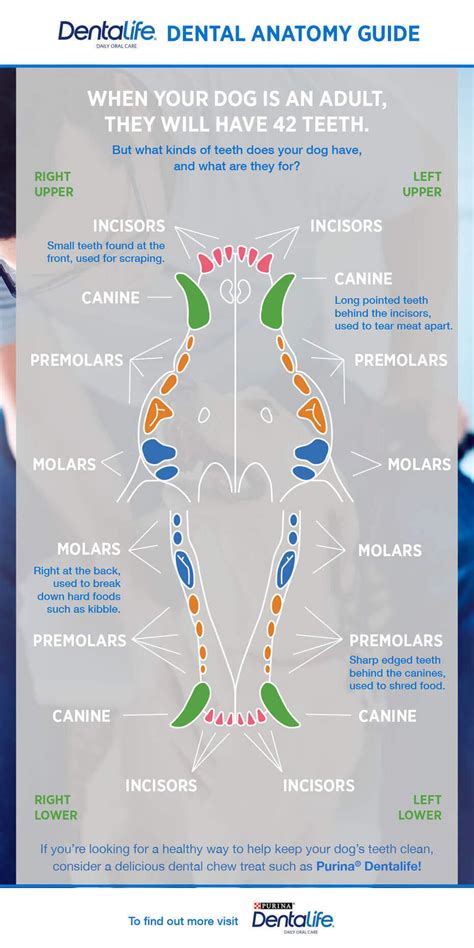 Dog Dental Chart