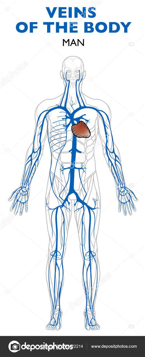 Venas Cuerpo Anatomía Cuerpo Humano Las Venas Son Vasos Sanguíneos