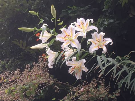 神奈川県の花「やまゆり」（7月6日） | 大道町内会ホームページ