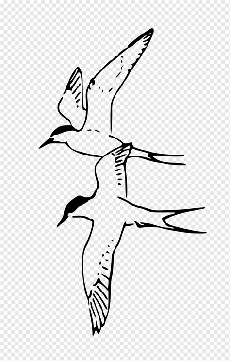 Sketsa Gambar Burung Terbang Mosi