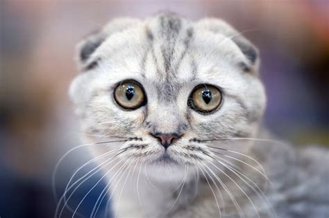 Scottish Fold Cat With Forward Folded Ears Stock Images Image 21842204