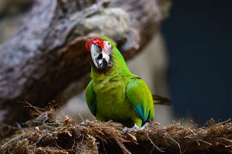Birds Of Tropical Rainforests Bird Eden
