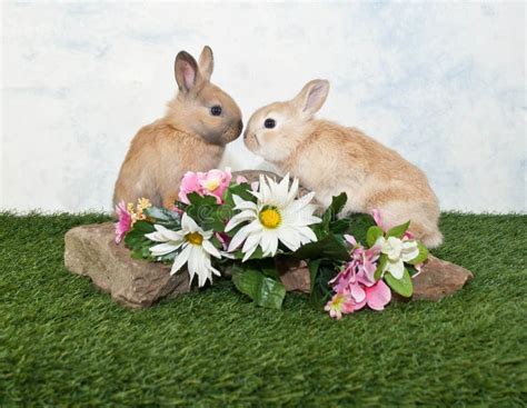 Two Baby Rabbits Stock Photo Image Of Friends Friendly 29677698