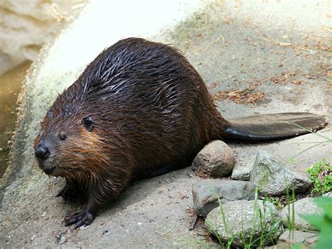 Beavers Return To Wetland After 400 Years Zoo Guide