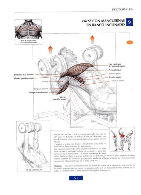 Guia De Los Movimientos De Musculacion Frederic Delavier Definitiva