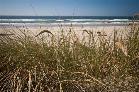 Volunteers To Plant Dune Grass At Island Beach State Park This Weekend