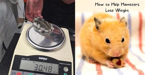 10 Helpful Tips On How To Help Hamsters Lose Weight