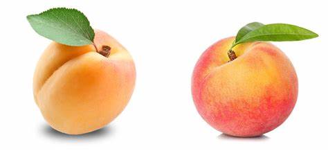 Абрикос или персик — что полезнее кушать? | Польза и вред Картинка - Абрикос или персик — что полезнее кушать? | Польза и вред
