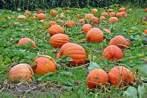 Pumpkin On Vine Stock Photos Pictures And Royalty Free Images Istock
