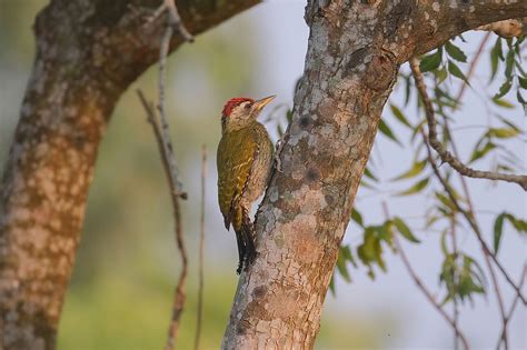 Kchak Photography Birds Woodpeckers Streak Throated Woodpecker