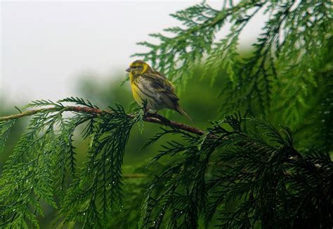 Fotos Gratis árbol Naturaleza Bosque Césped Rama Pájaro Planta