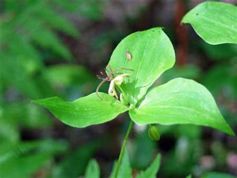 It is known by other names around the world. Wild Edible Plants - Indian Cucumber Root