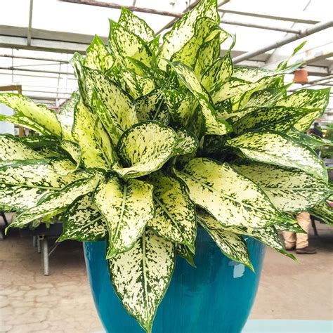 The chinese evergreen needs bright but indirect sunlight to survive. Chinese Evergreen | Plants, Chinese evergreen, Plant care