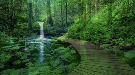 Download Forest Landscape With A Waterfall Wallpaper And Image By