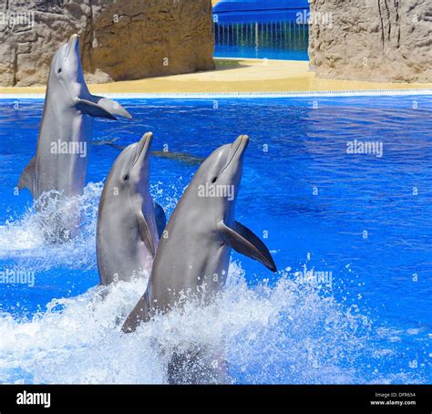 Three Dolphins During Dolphin Show Stock Photo Alamy