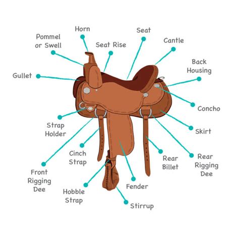 How To Measure Saddle Size Comprehensive Guide Horsezz