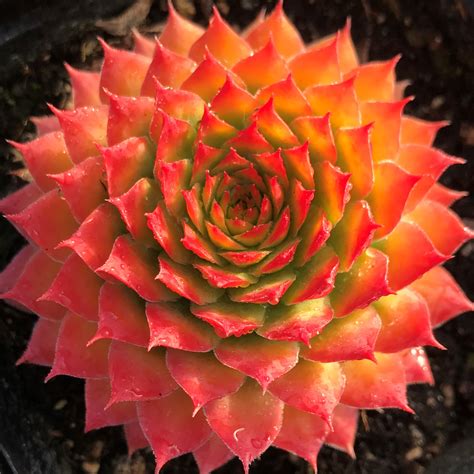 Schick se mostró feliz por el triunfo que acerca a la república checa a la segunda fase de la eurocopa. Sempervivum 'Gold Nugget' Chick Charms® (4.5" Pot ...
