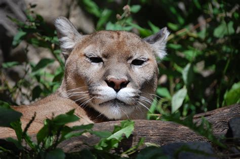List of indonesian endemic animals. Endemic Animals in the Rainforest