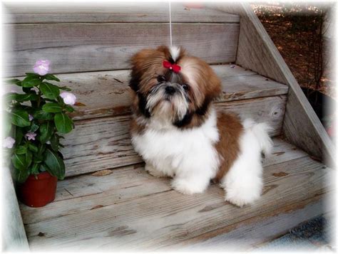 Find the perfect shih tzu puppy for sale in georgia, ga at puppyfind.com. SHIH TZU PUPPIES FOR SALE IN GA AL FL TN NC SC FOR SALE BY ...