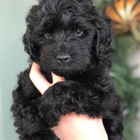 Find local labradoodle puppies for sale and dogs for adoption near you. Teacup Labradoodle & Mini Labradoodle Puppies for sale ...