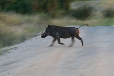 Warthog Running