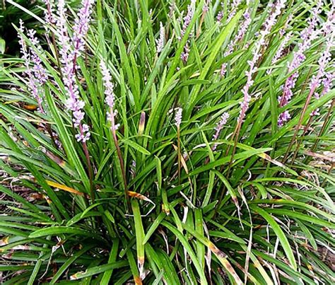 Liriope Monkey Grass Lily Turf Ground Cover With Purple Blooms Etsy