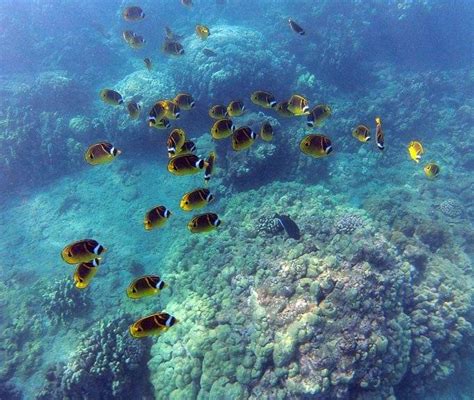 Hanauma Bay Private Dive Tours Honolulu All You Need To Know Before