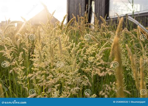 Beautiful Soft Focused Grasses And Seidges On Beautiful Sunny Day