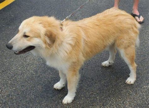 Adopt Red S On Petfinder Great Pyrenees Dog Great Pyrenees Red S