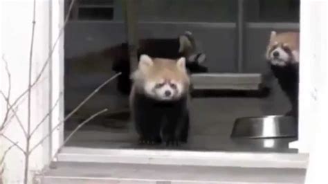 Cute Little Red Baby Panda Scared By Zookeeper Super