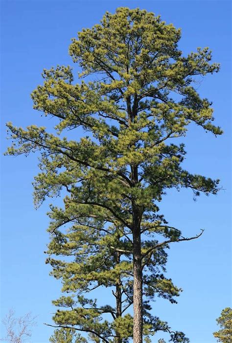 5 Typical Kinds Of Pine Trees In Louisiana Progardentips