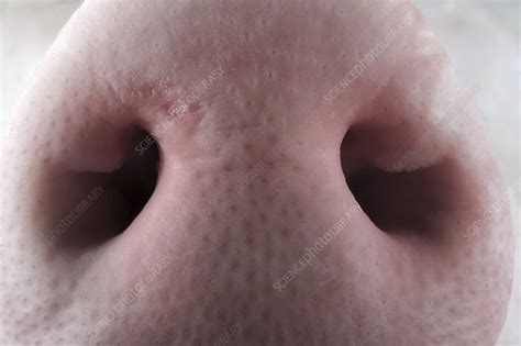 Pig Snout Stock Image C0025568 Science Photo Library