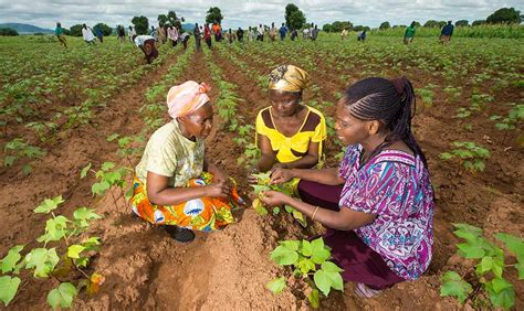 Gmos In South Africa Benefits Of Biotech Crops Changing Women Farmers