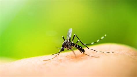 Malaria Resistant To Drugs New Strain Spreads Across Se Asia