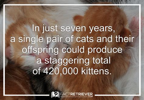 103 Interesting Facts About Cats Cat Facts Facts Cats