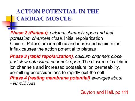 Ppt Cardiac Electric Activity Conducting System Powerpoint