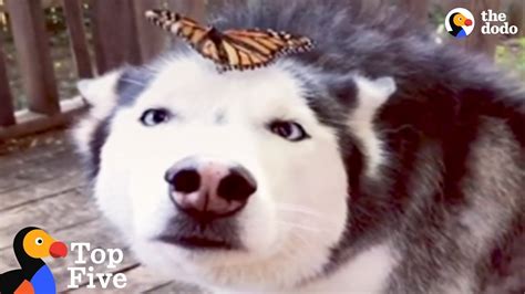 Husky Dog Reacts To Butterfly Landing On Her Cute Animal Videos The