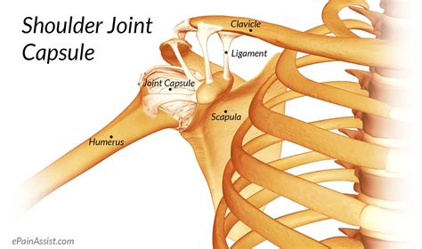 Shoulder Joint Anatomyskeletal Systemcartilagesligamentsmusclestendons