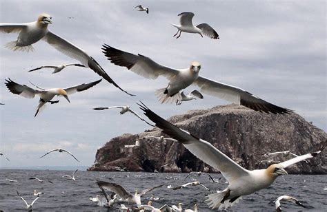 Hundreds Of Seabirds Wash Up On Scots Shores As Avian Flu Spreads The Scottish Sun